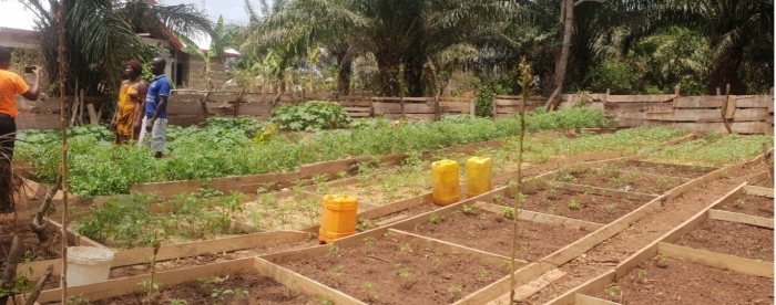 SUB: Vegetable farm from VSLA beneficiaries